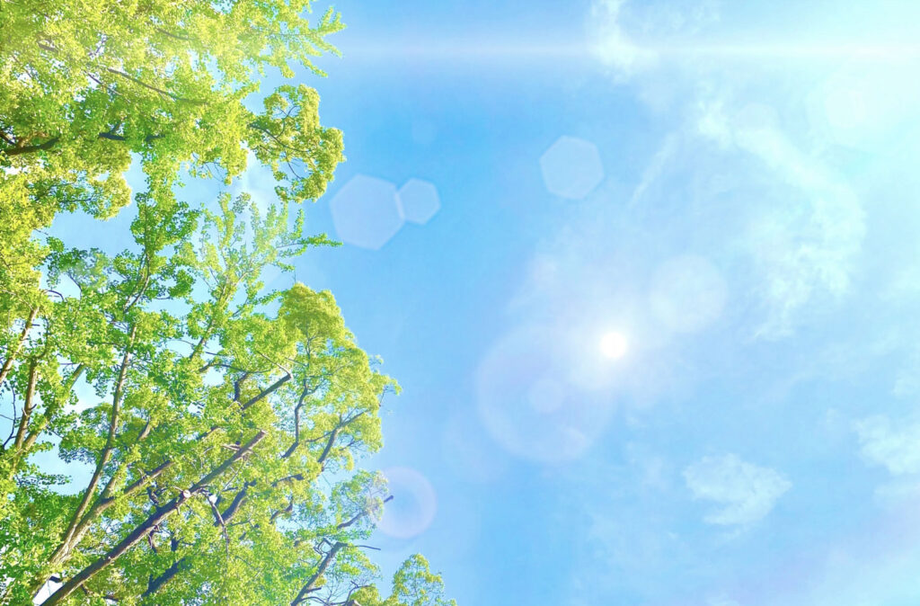 Blue sky with bright sun and green-leaved trees along the left edge.