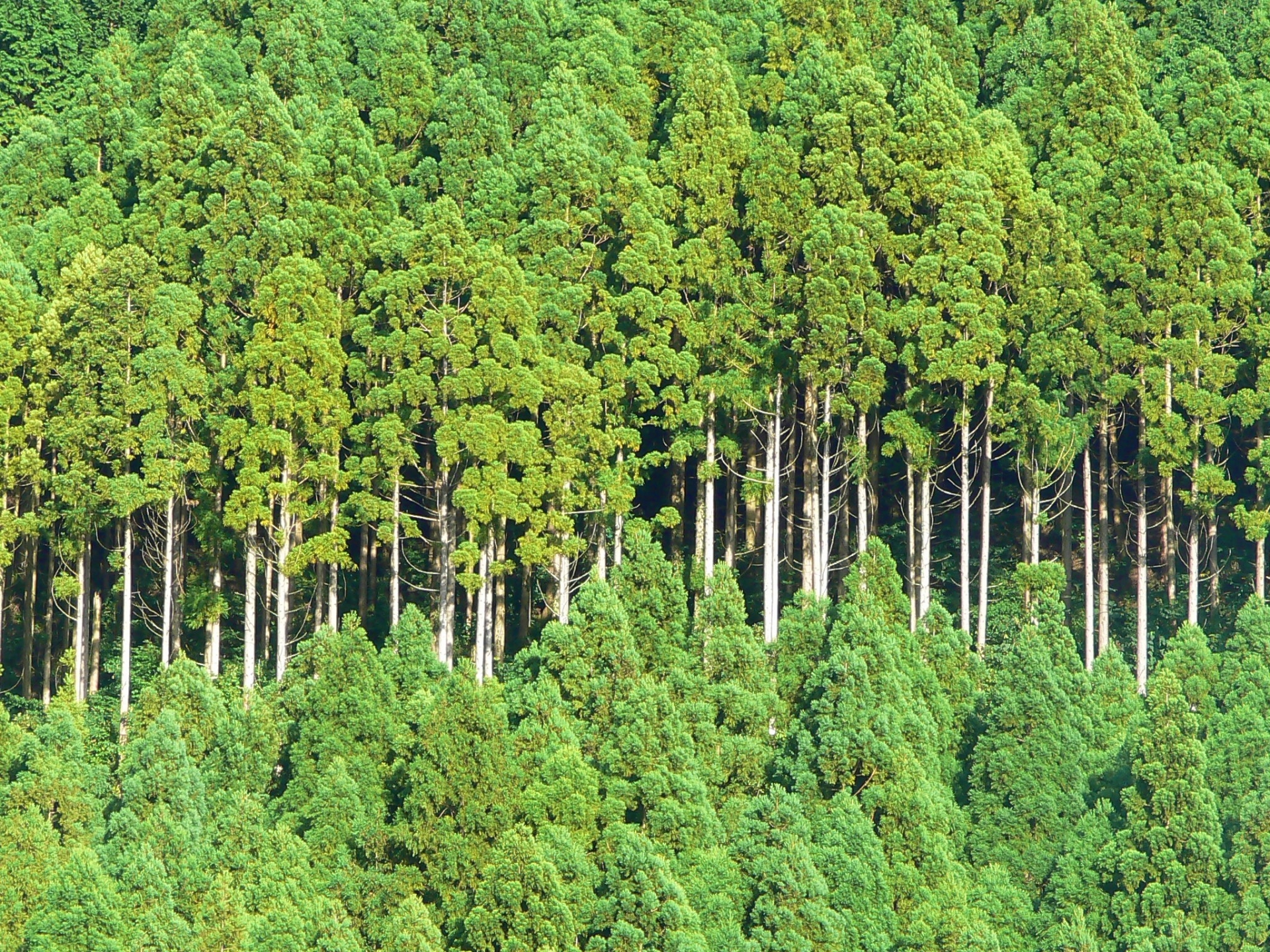 Aerial view of a dense forest with tall evergreen trees and green canopies filling the frame, trunks visible at the bottom edge.