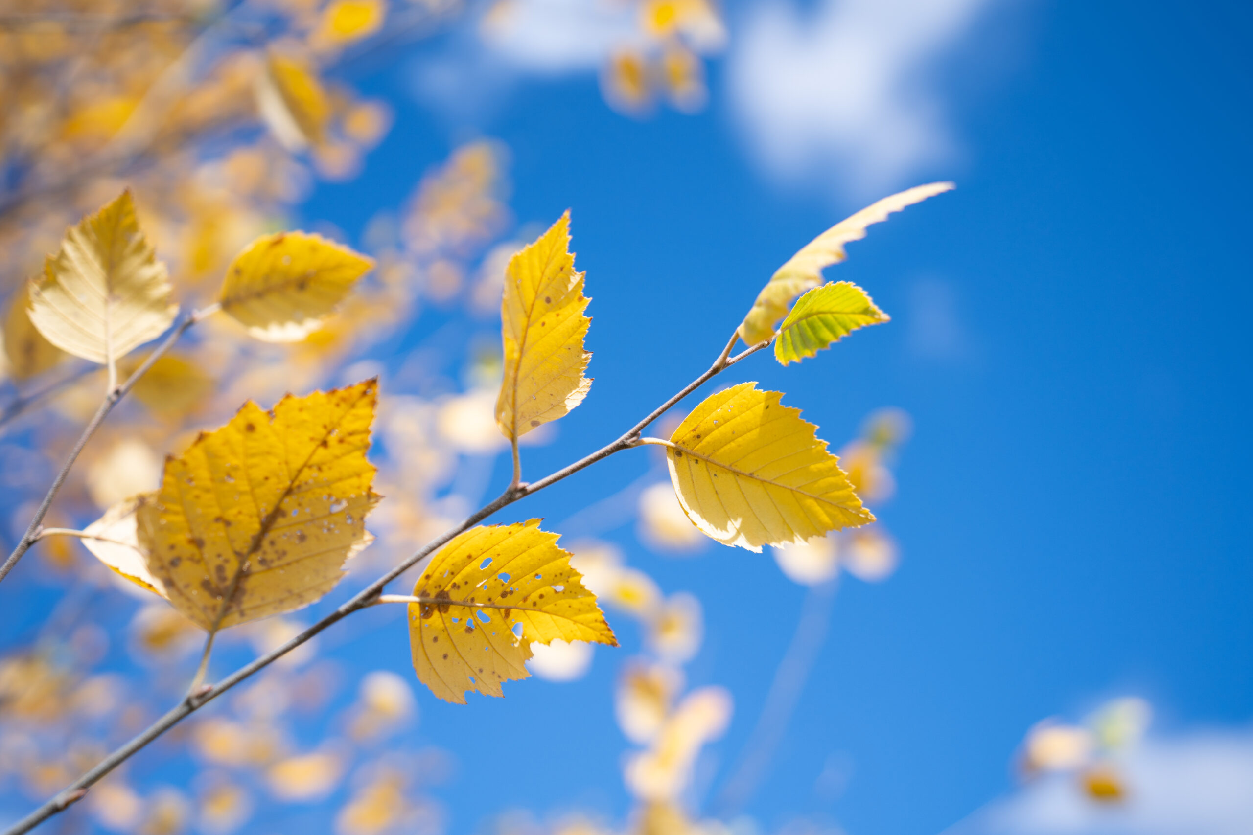 Yellow autumn leaves on a thin branch against a clear blue sky.